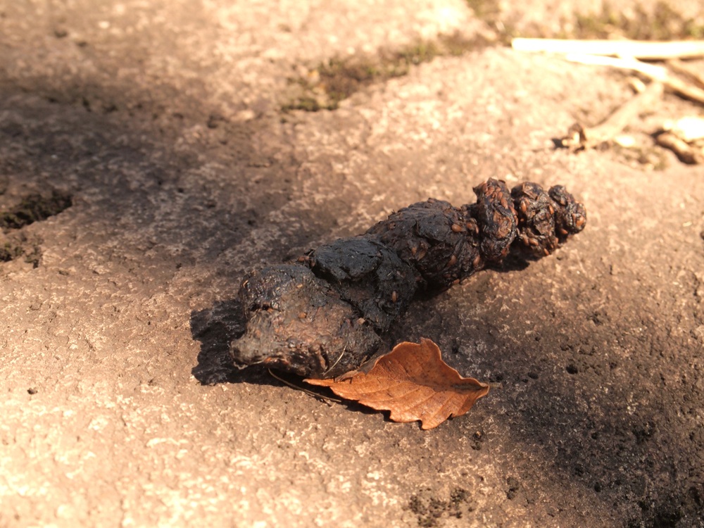 黒~濃い茶色のフン