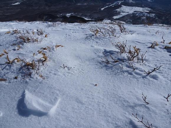 雪の上に落ちている丸い小さなフン