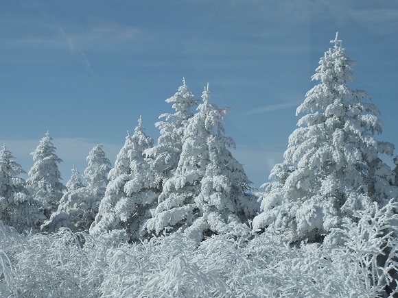 雪景色！の画像