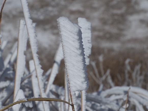 草に太い雪が付いている