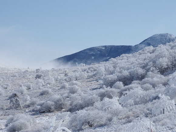 霧氷で白く輝く木々と霧