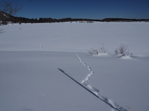 雪原とキツネの足跡
