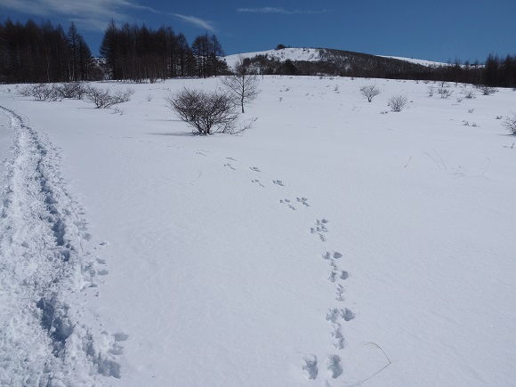 ウサギの足跡が二列