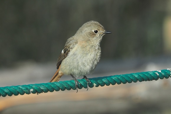 茶色くて尾がオレンジの小鳥