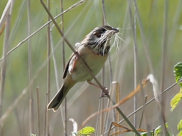 草を集める鳥