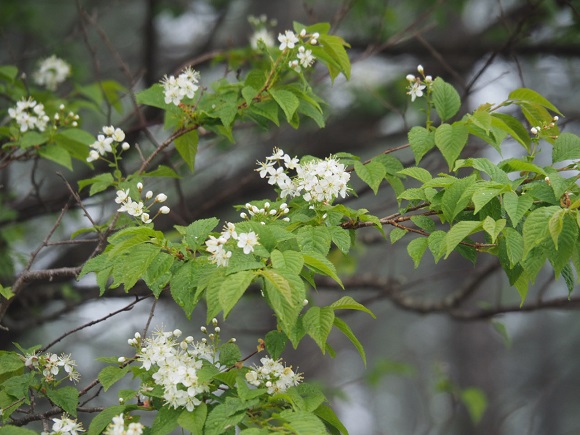 ミヤマザクラの白い花  