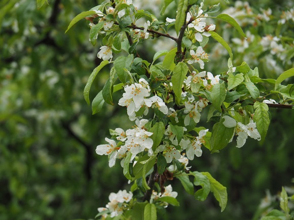 エゾノコリンゴの白い花