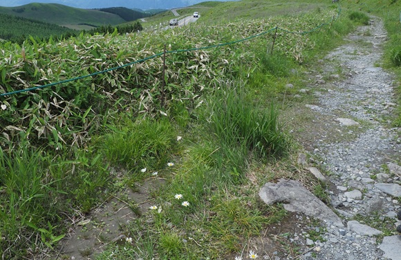 遊歩道脇に咲く白い花