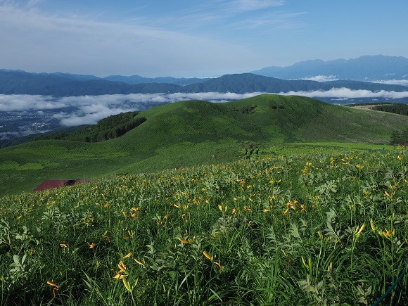 なだらかな山と黄色の花