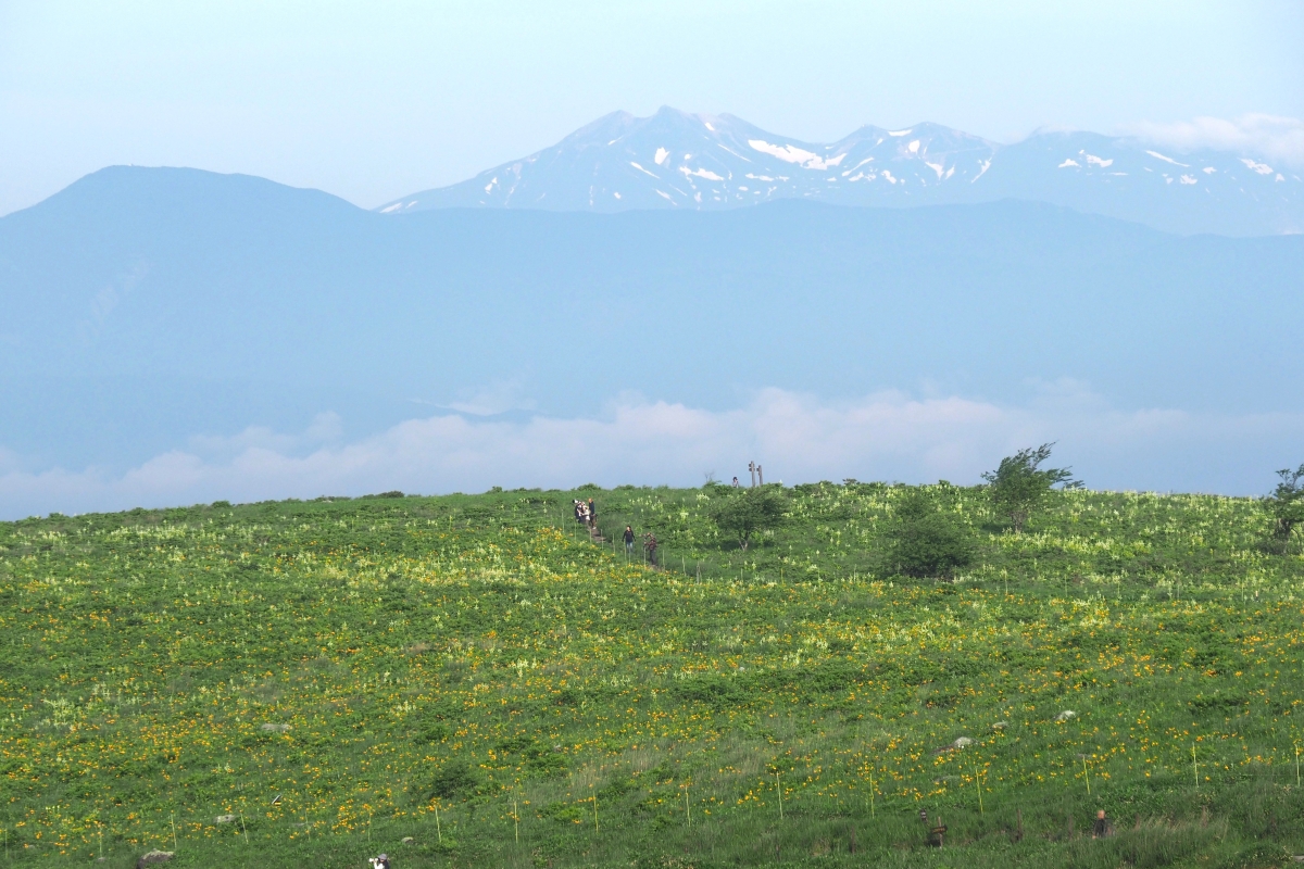 丘の上に咲く花々と高山