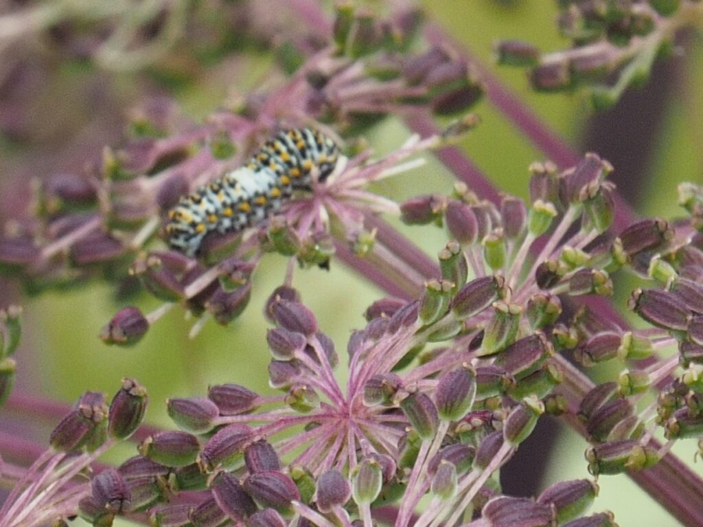 鮮やかな芋虫