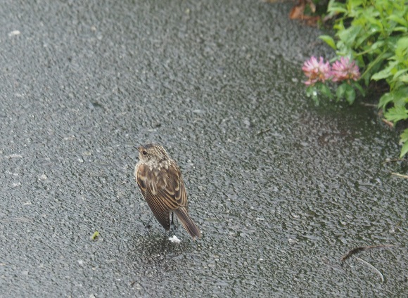 歩道を歩く鳥