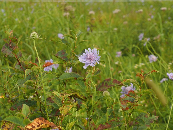 薄紫色の花