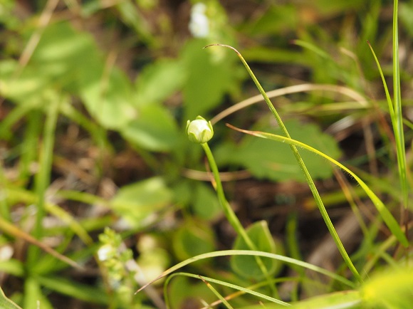 ウメバチソウの蕾