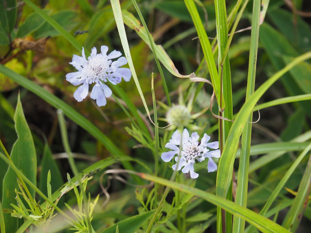 薄い青紫色の花