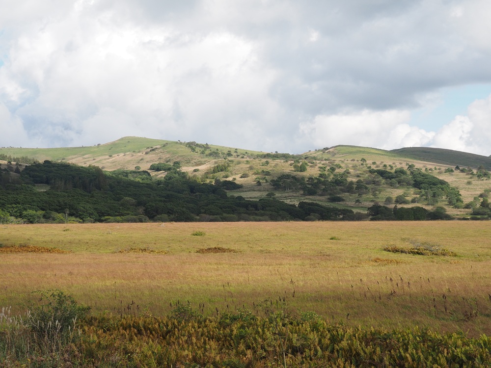 黄色から赤に色づく湿原