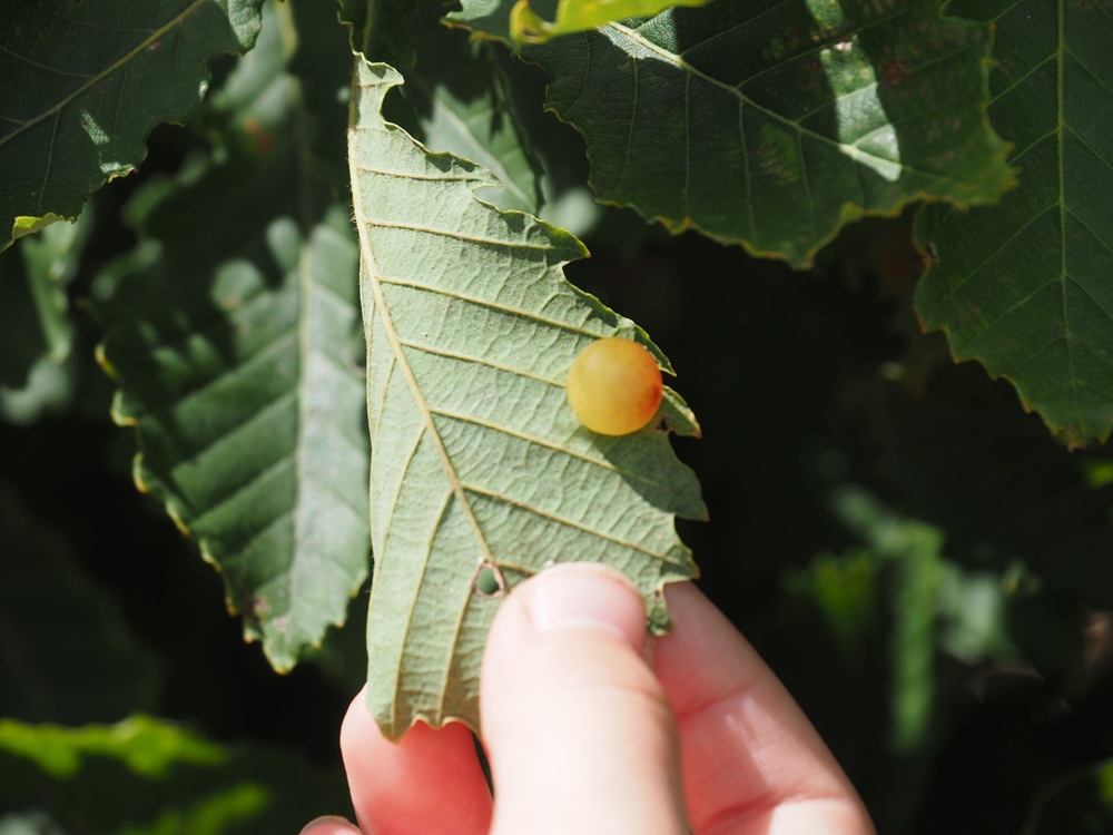 葉の裏についている丸い物体