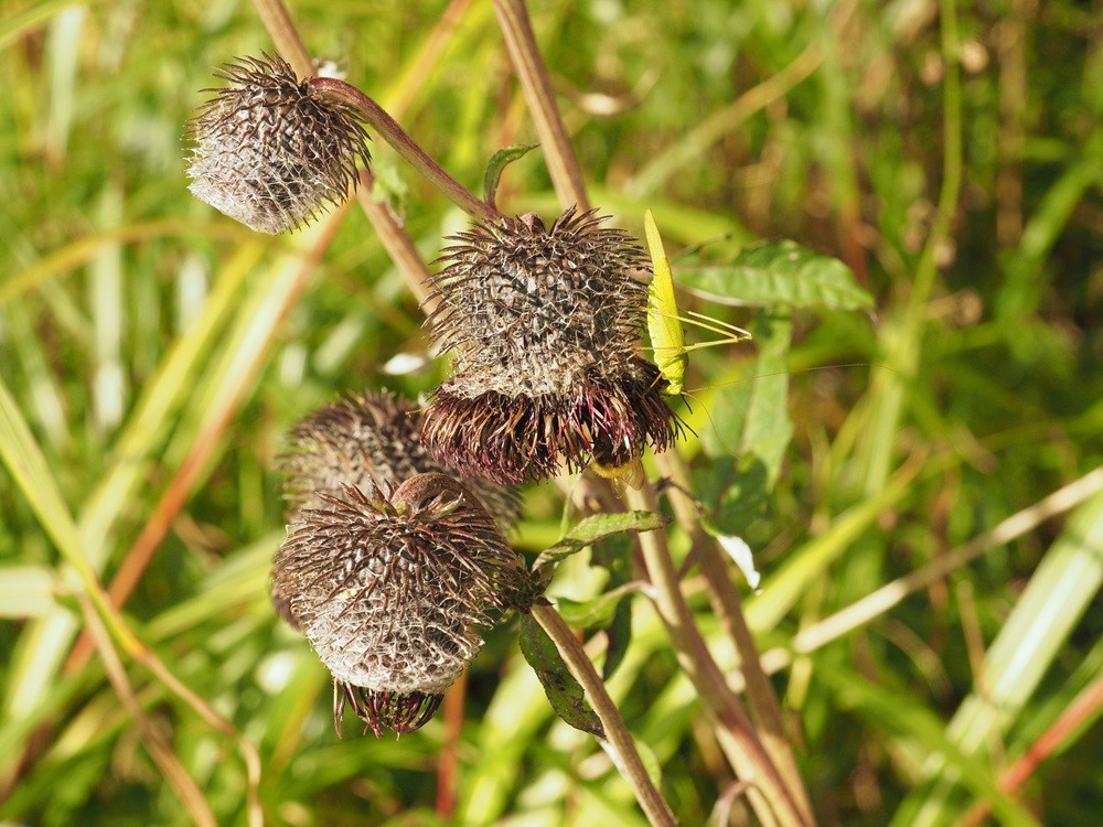 とげとげした形状の花