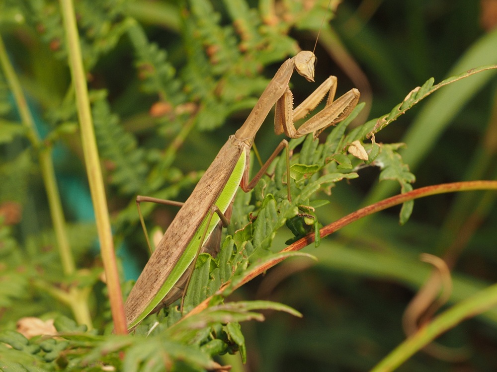 茶色いカマキリ