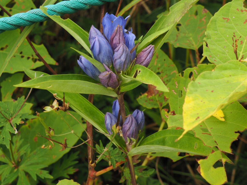 青紫色の花が輪生についている