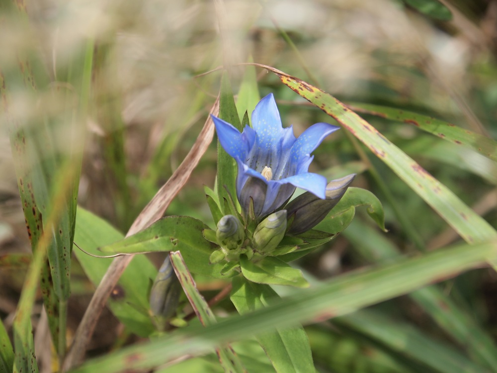 足元に色づく秋の画像