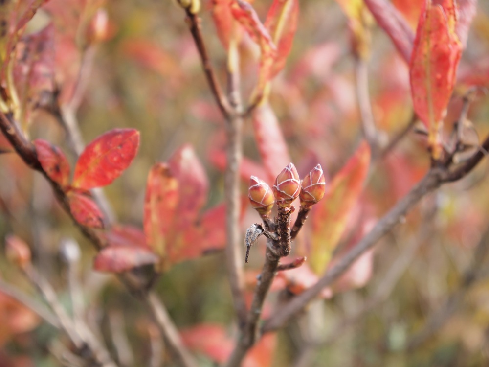鱗のような皮に覆われている花芽