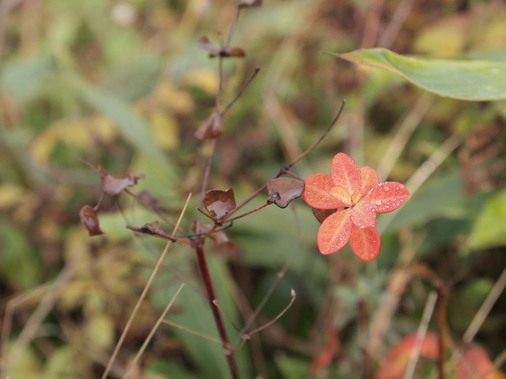 花期が終わり、残った葉が赤く色づいている
