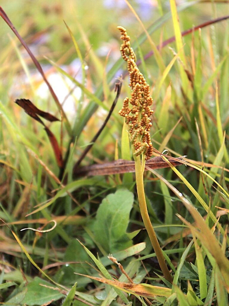 茎の先にたくさんの小さい粒（胞子葉）をつけている植物