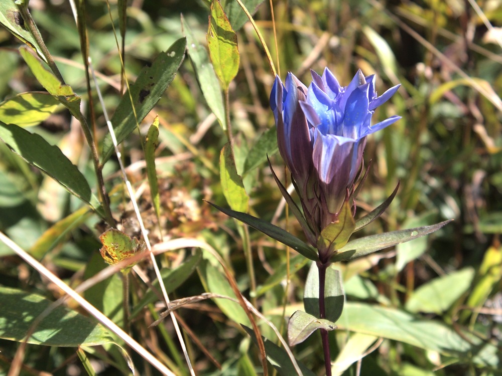 蕾が開き、薄紫の花びらが広がっているリンドウ