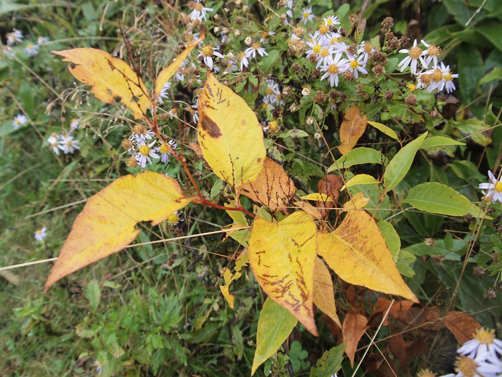 黄色に色づいている葉っぱ