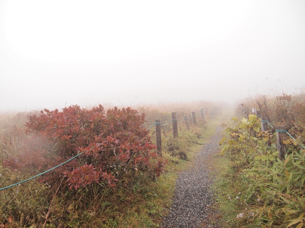 白い霧に包まれている遊歩道沿いで目に入る紅葉した低木