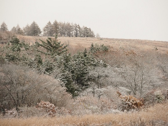 薄っすらと木々に付いた雪