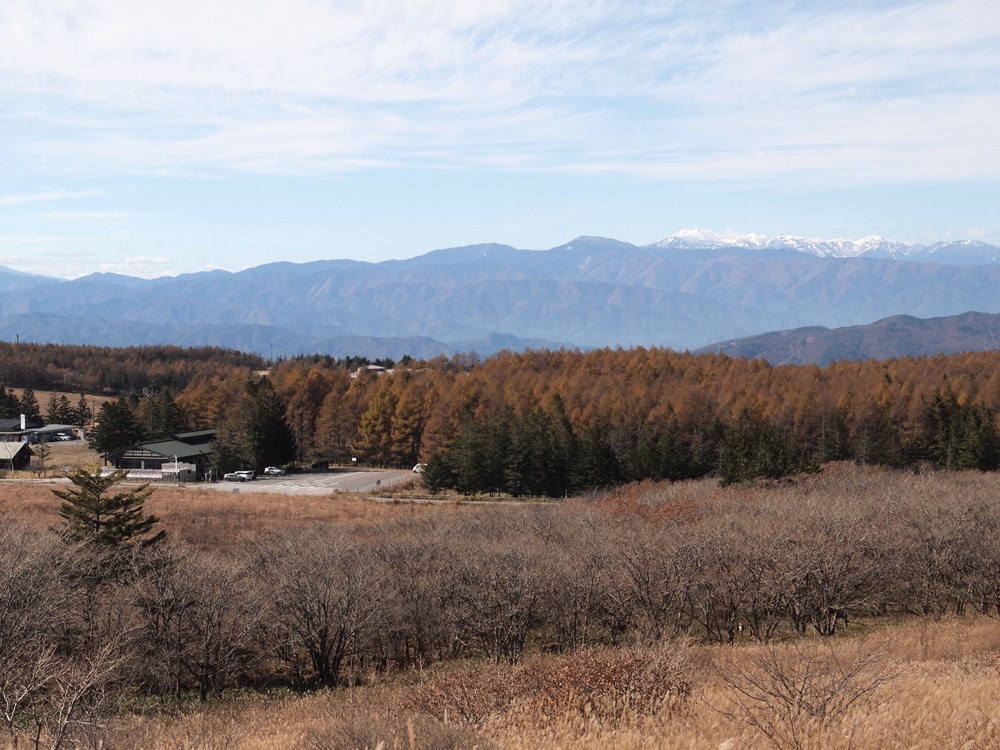 センター近くに黄葉しているカラマツの木々