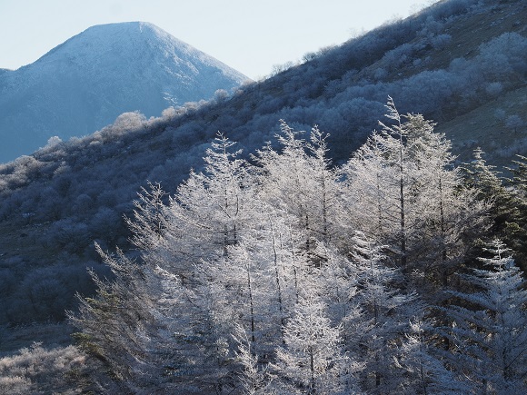 針葉樹の霧氷と山並み
