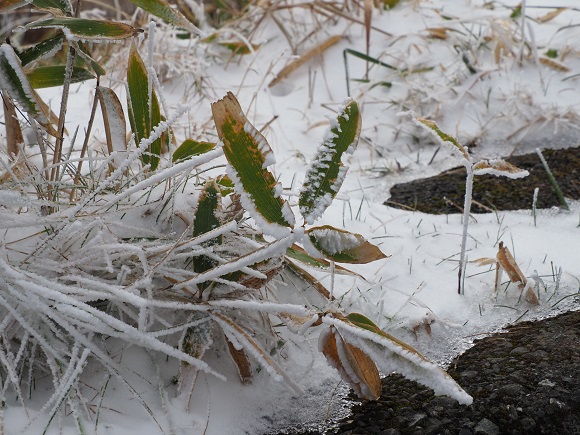 緑のササに付いた白い雪