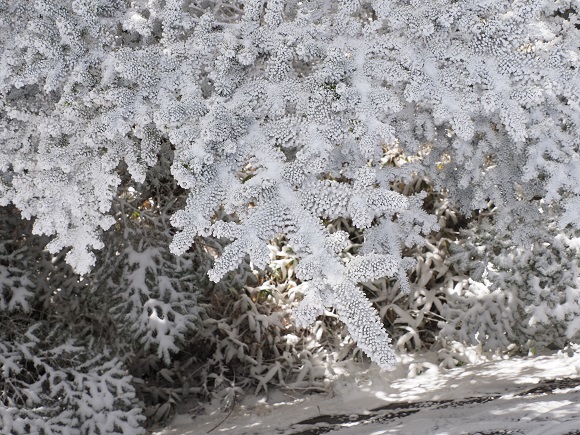 針葉樹の葉も霧氷で真っ白
