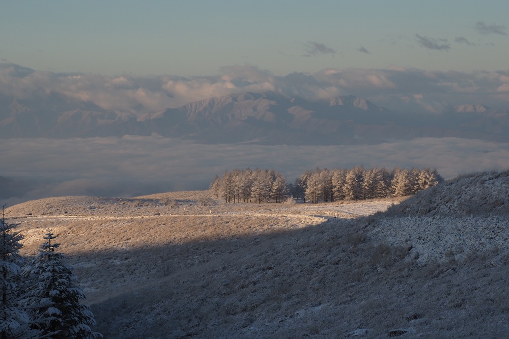 朝陽を受けた霧氷