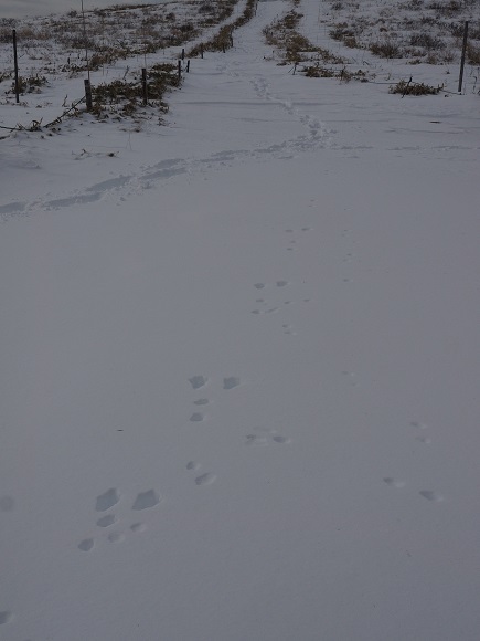 雪上に小さな足跡