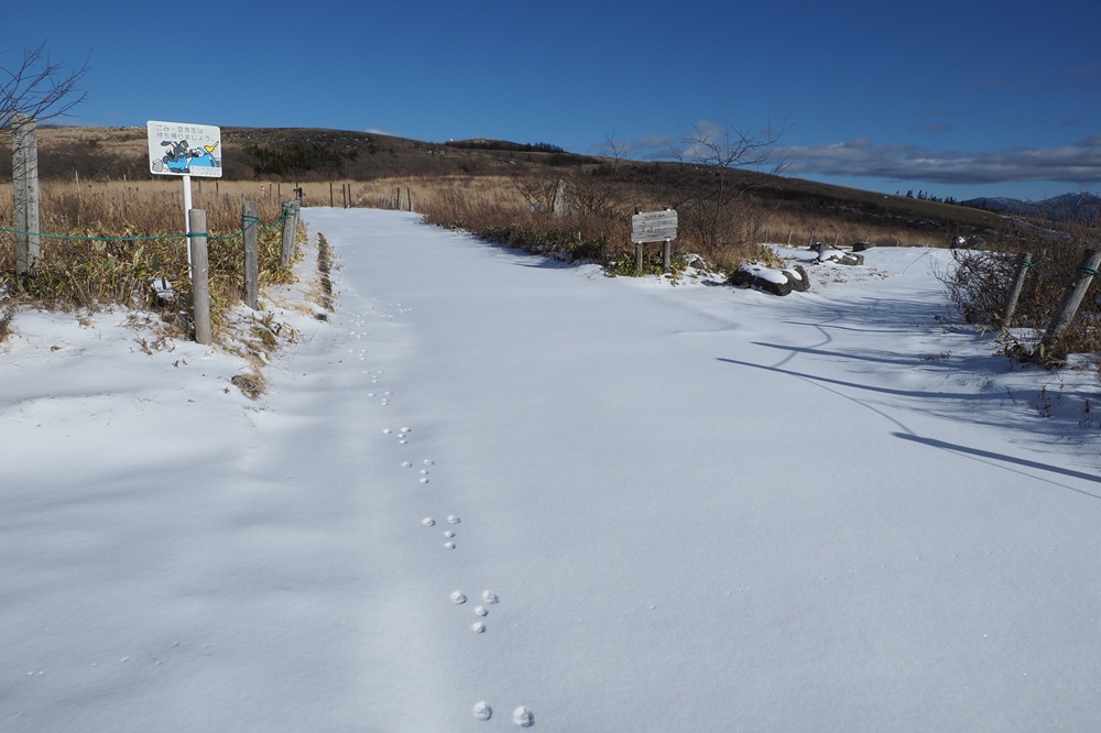 園地に続いていた朝後