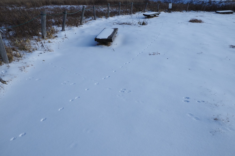 キツネの足跡と遭遇