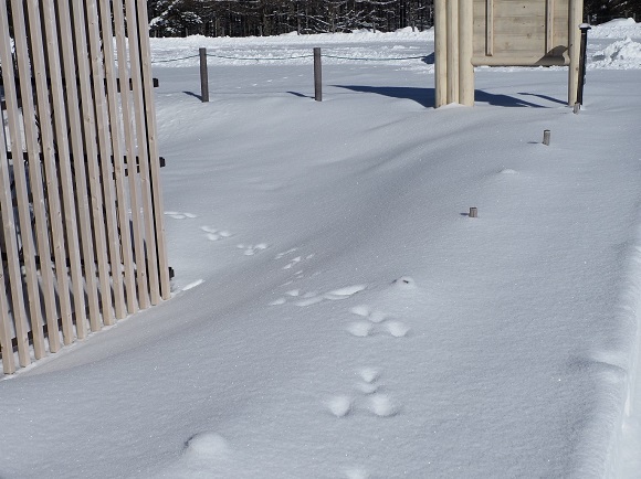 雪の上に足跡