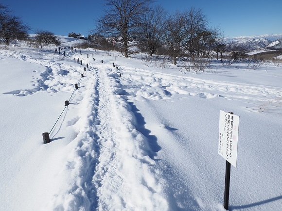 湿原内につづく踏み跡