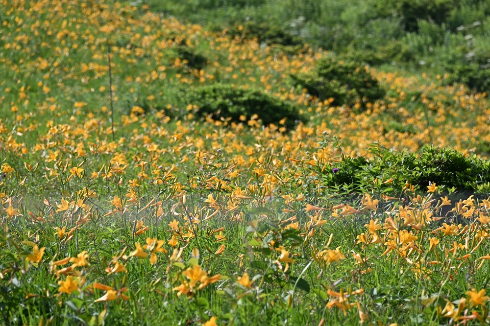 黄色い花の群落