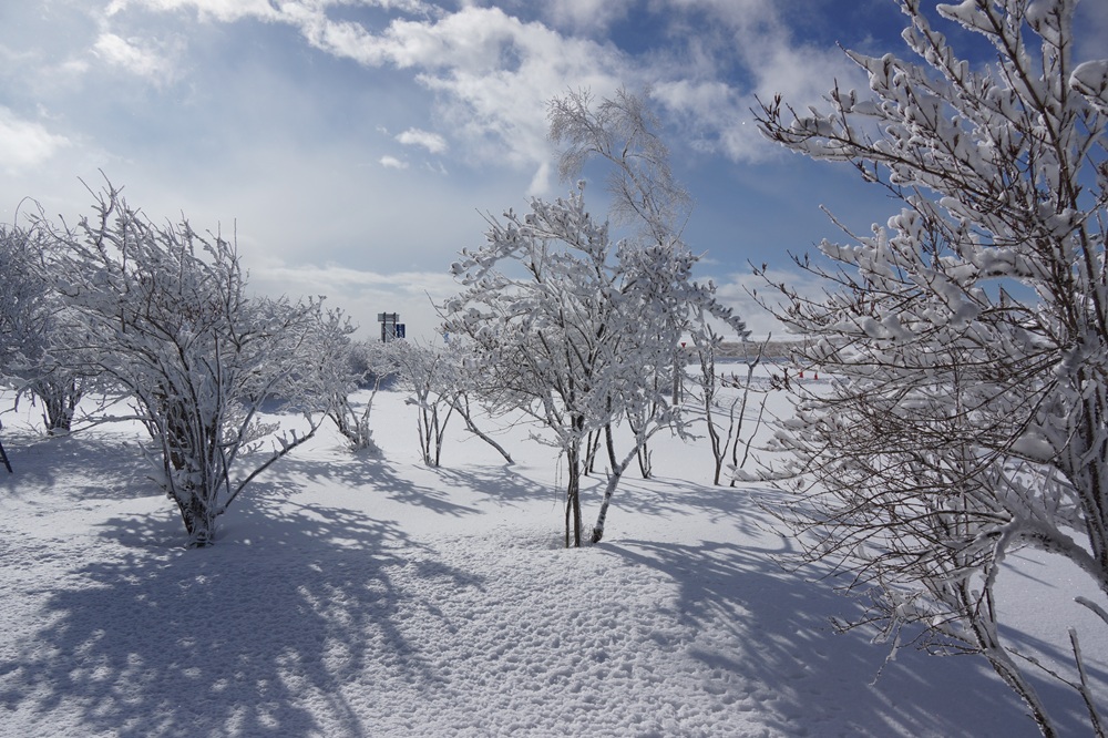 自然保護センター前の積雪状況