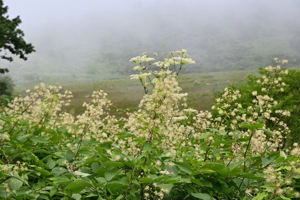 球状の花が賑やかなウド