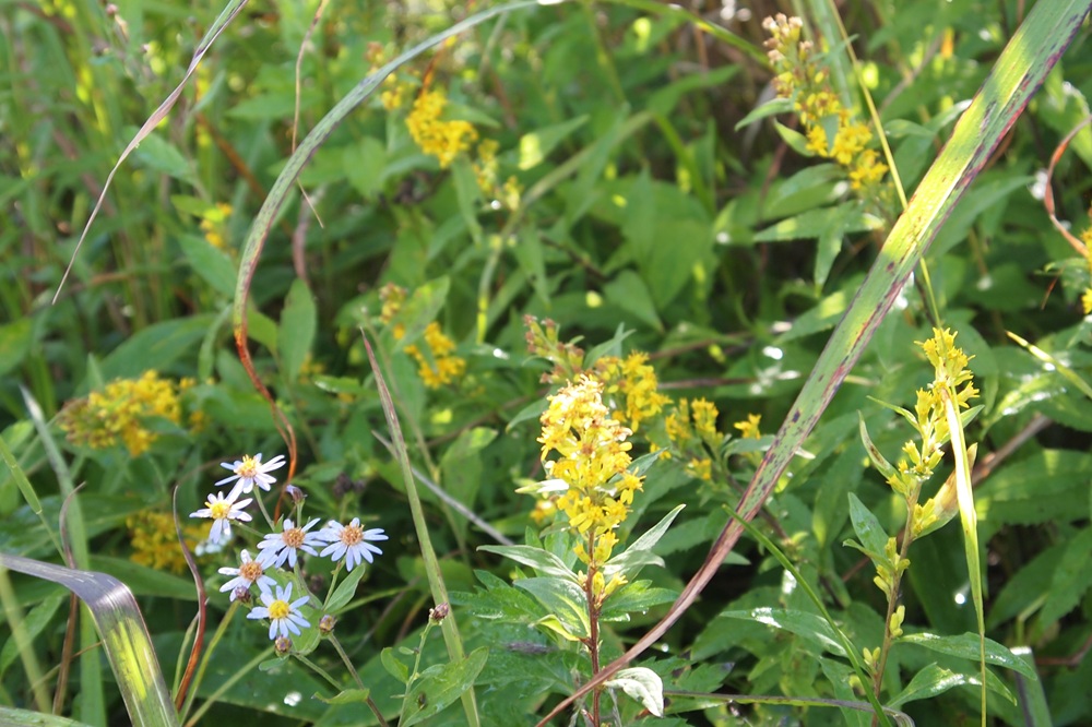 穂状に咲く黄色いキク科のお花