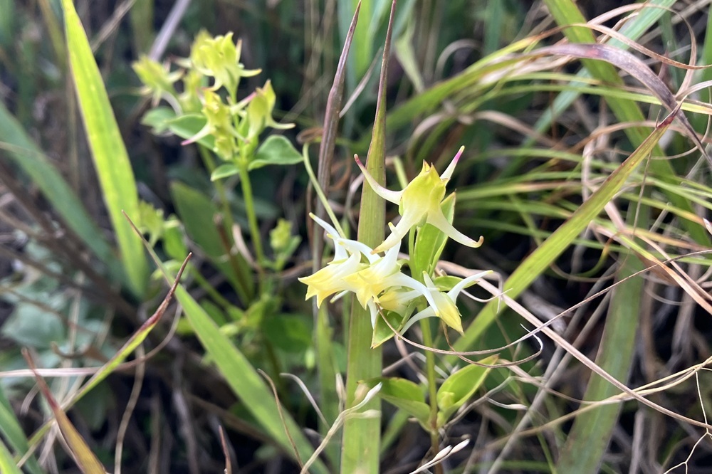 船の錨のような形をしているお花