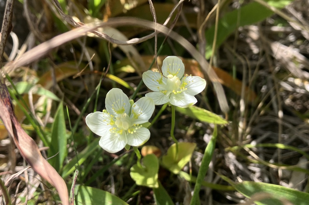 梅の花に似ている白いお花が二輪並んで咲いている姿