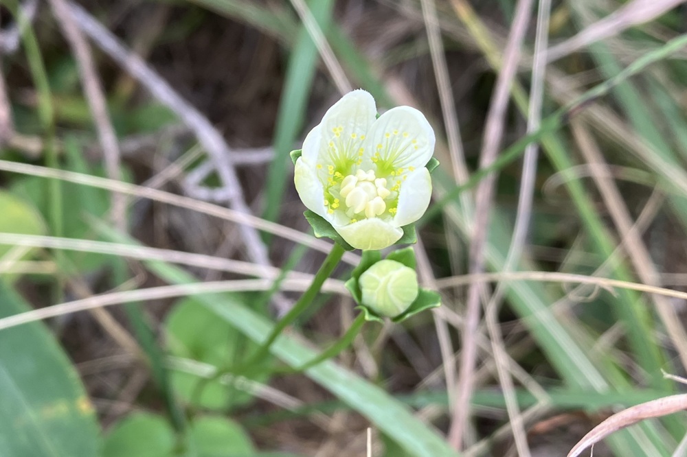 蕾の状態と花弁が開き始めているウメバチソウ