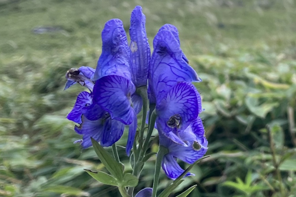 透き通った色合いの青い花びらには、濃い青色をした細い線の模様がある